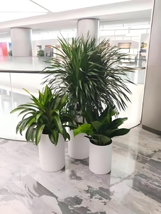 宁波奉化盆景租赁，优质服务，满足绿植需求！